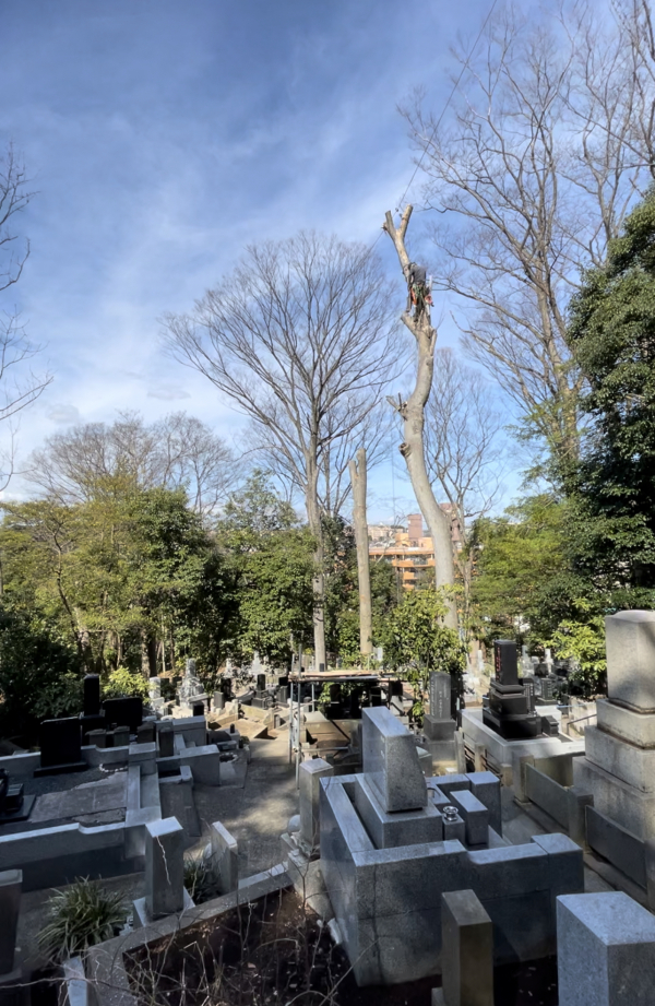 【施工事例】墓地周辺の枯れ枝・危険木の伐採作業