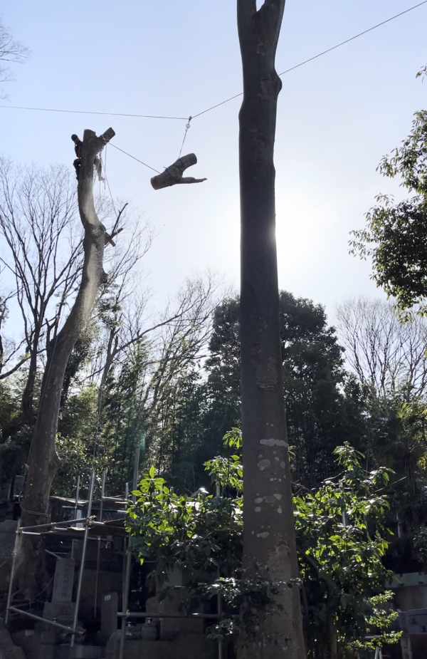 【施行事例】お寺の高木伐採
