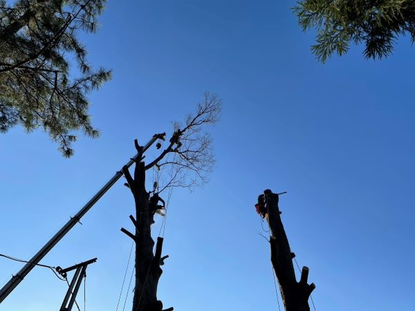 【施工事例】クレーンで対応した高木の伐採事例