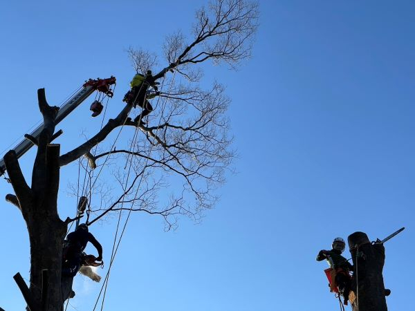 【施工事例】クレーンで対応した高木の伐採事例