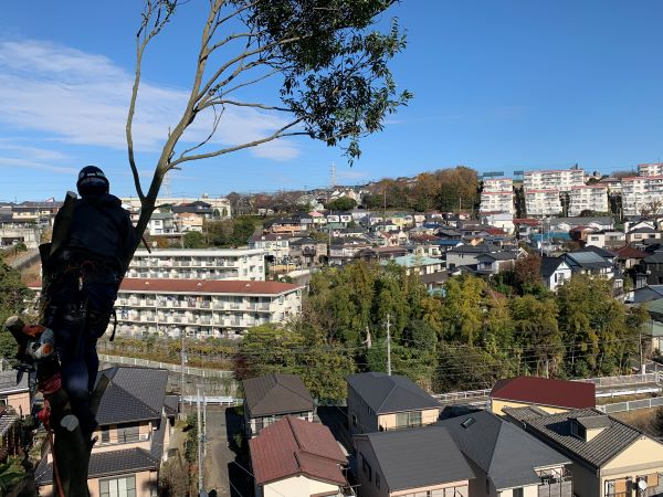 【特殊特殊伐採事例】横浜市 | 山