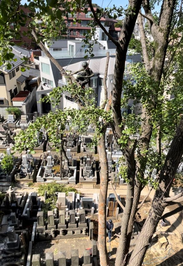 【施工事例｜墓地内の大木・高木の特殊伐採（横浜市）】