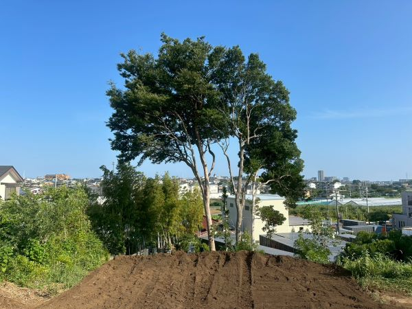 造成地での高木特殊伐採