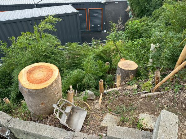 造成地での高木特殊伐採