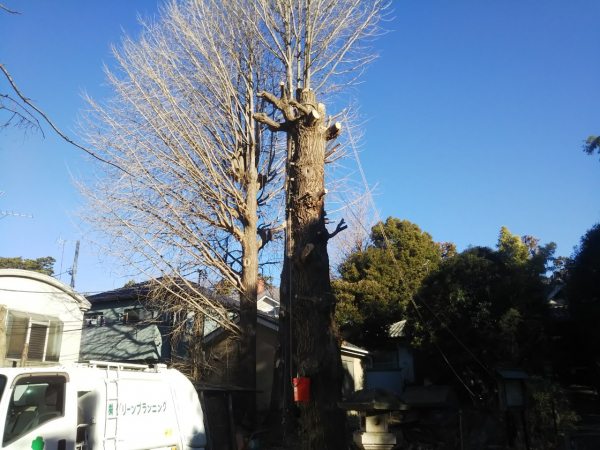 【特殊伐採施工事例】教会敷地内の大木・高木伐採