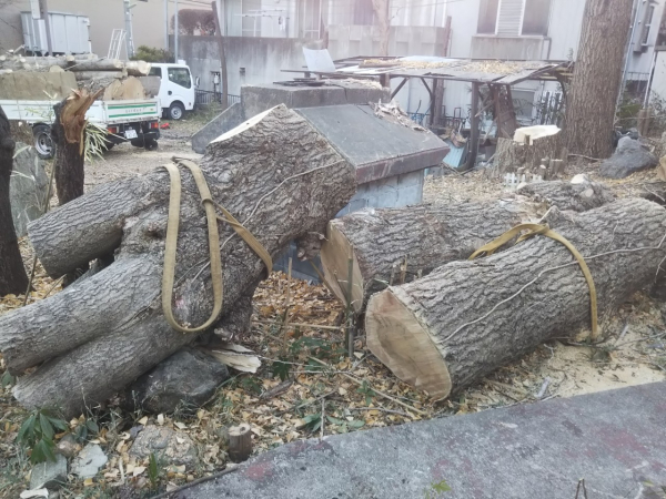 【特殊伐採施工事例】教会敷地内の大木・高木伐採