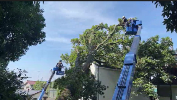 【倒木伐採】強風で家に倒れかけた高木の緊急伐採
