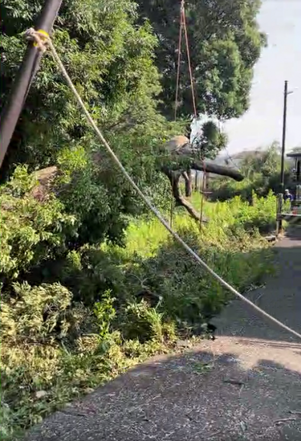 【倒木伐採】強風で家に倒れかけた高木の緊急伐採