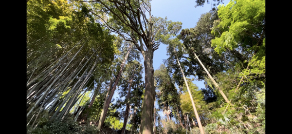 【施工事例】森林内に立つ高木の伐採工事