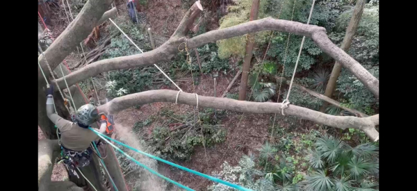 【施工事例】森林内に立つ高木の伐採工事