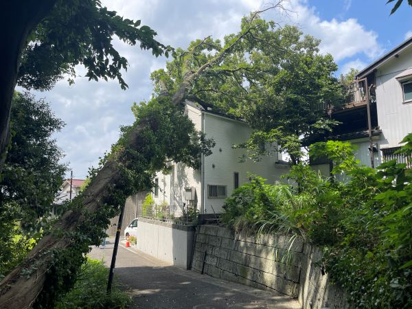 【施工事例】家にもたれかかった大木の特殊伐採