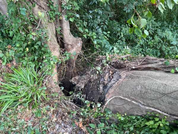 【施工事例】家にもたれかかった大木の特殊伐採