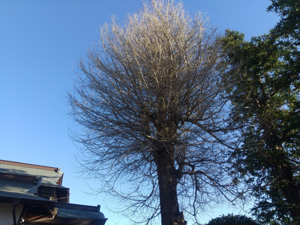 【施工事例】お寺の高木・大木の特殊伐採