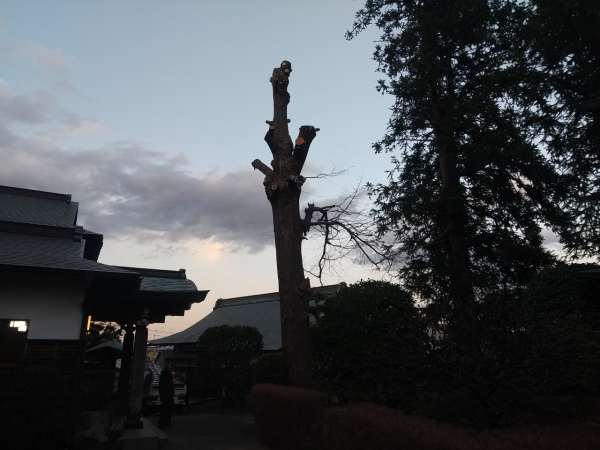 【施工事例】お寺の高木・大木の特殊伐採