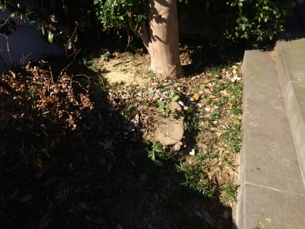 【施工事例】お寺の高木・大木の特殊伐採