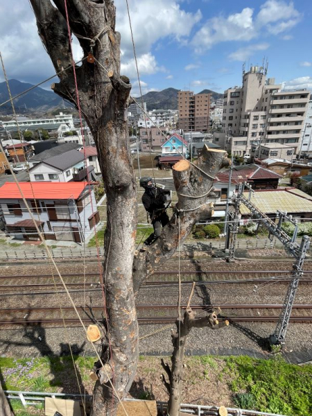 【施工事例】線路脇の高木伐採
