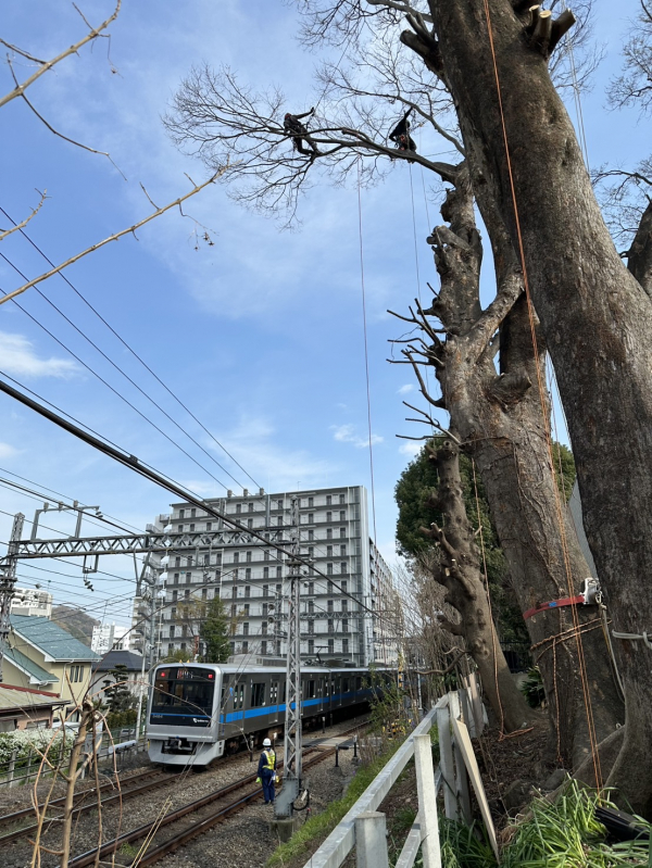 【施工事例】線路脇の高木伐採
