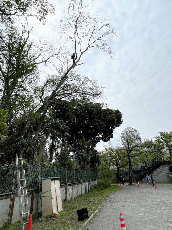 【施工事例】公園に隣接する民家の高木伐採