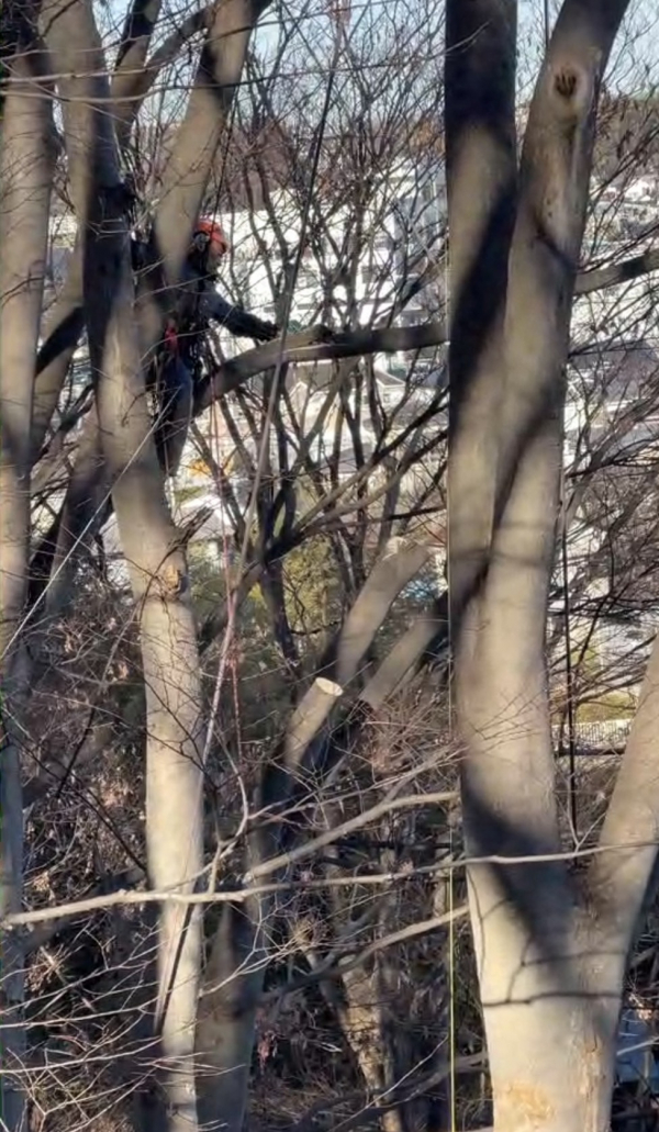 【施工事例】車両進入不可エリアでの高木伐採