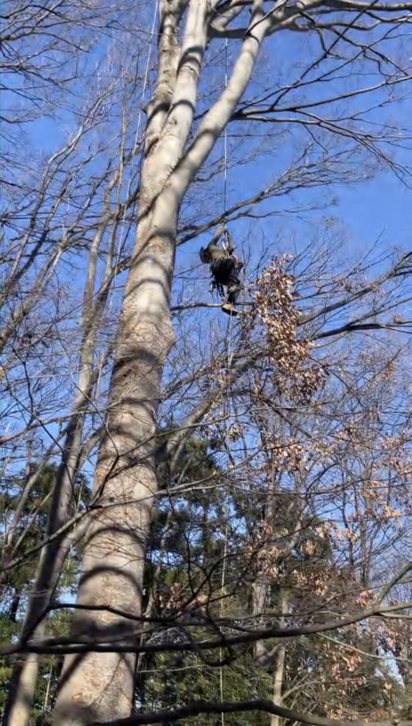 【施工事例】車両進入不可エリアでの高木伐採