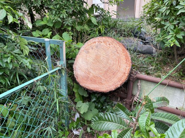【施工事例】崖地に生えた一本松の特殊伐採