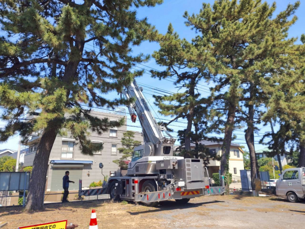 【施工事例】駐車場に生えた高木の伐採